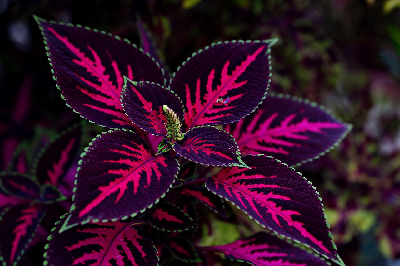 Coleus: pianta bellissima e come curarla