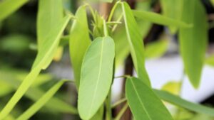 Desmodium Gyrans: il mistero della pianta che si muove