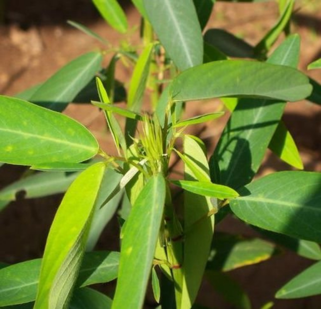 Desmodium gyrans: pianta danzante