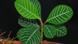 Euforbia: il segreto per coltivare il gioiello del madagascar senza sforzo
