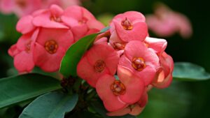 Euphorbia Milii: tutto quello che devi sapere per farla crescere al meglio