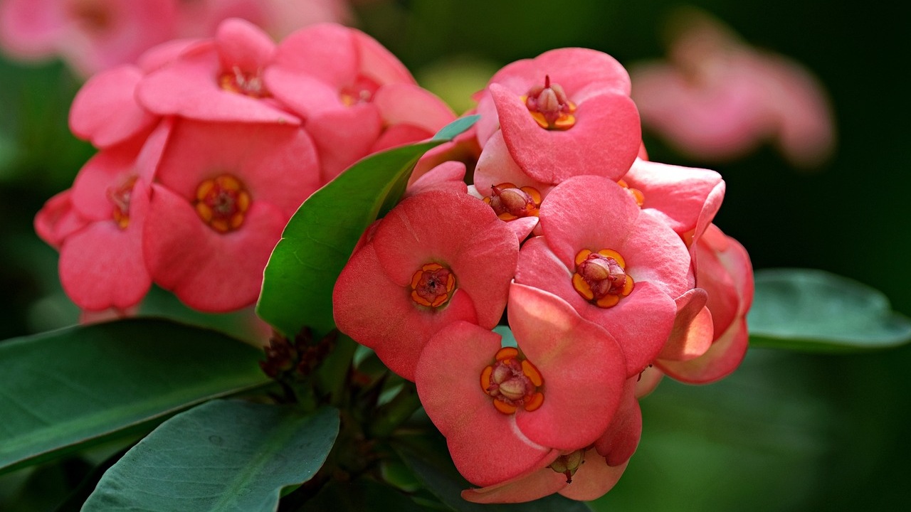 Euphorbia milii: pianta dai fiori vivaci