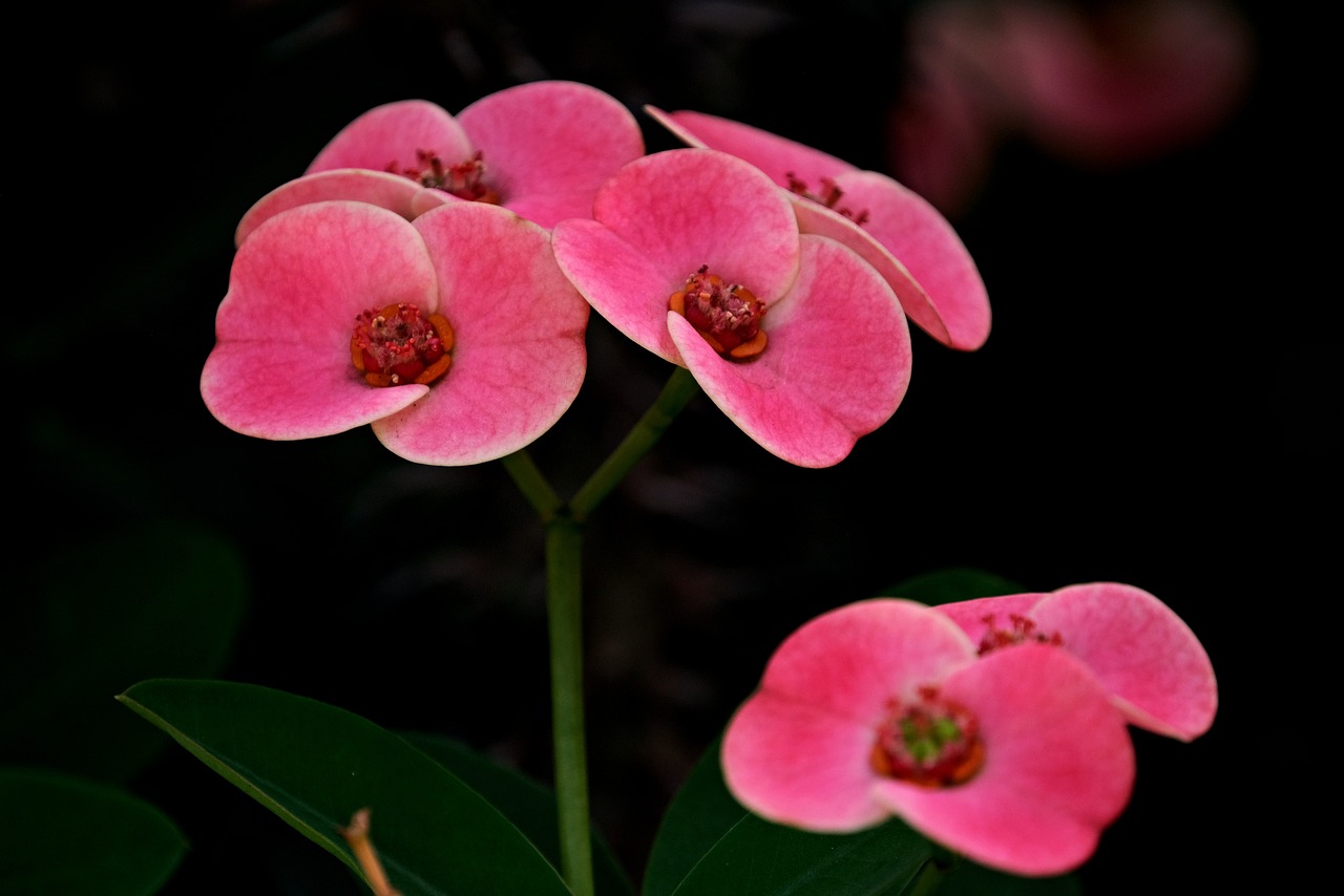 Euphorbia milii: pianta dai fiori vivaci