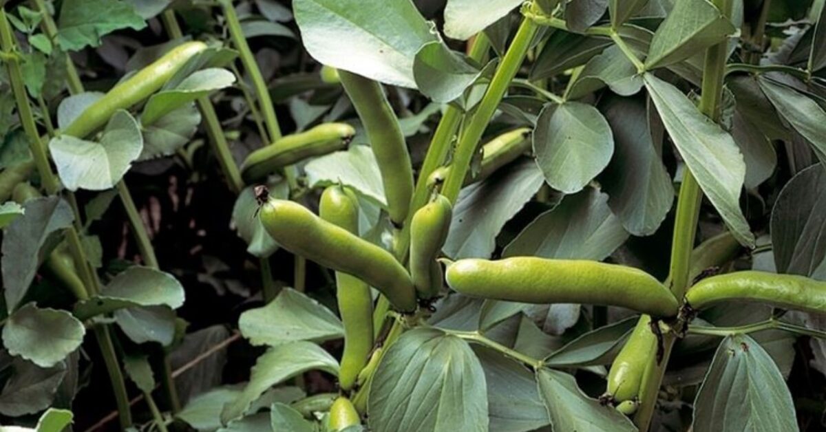 Fave In Fave e piante alleate: le combinazioni perfette per un raccolto rigoglioso