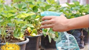 Fertilizzante fatto in casa di cui non potrai più fare a meno