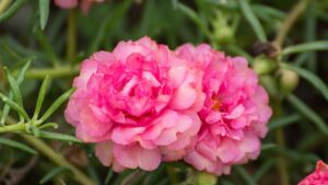 Garofano comune: curiosità, usi e benefici di questo fiore