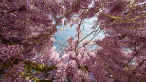 Alberi da sogno: i più belli e sorprendenti del pianeta