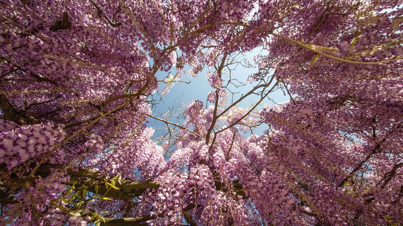 Glicine: alberi belli