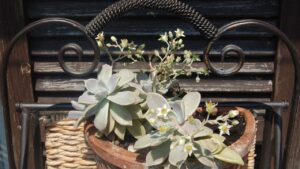 Graptopetalum: tutto ciò che c’è da sapere su questa pianta grassa