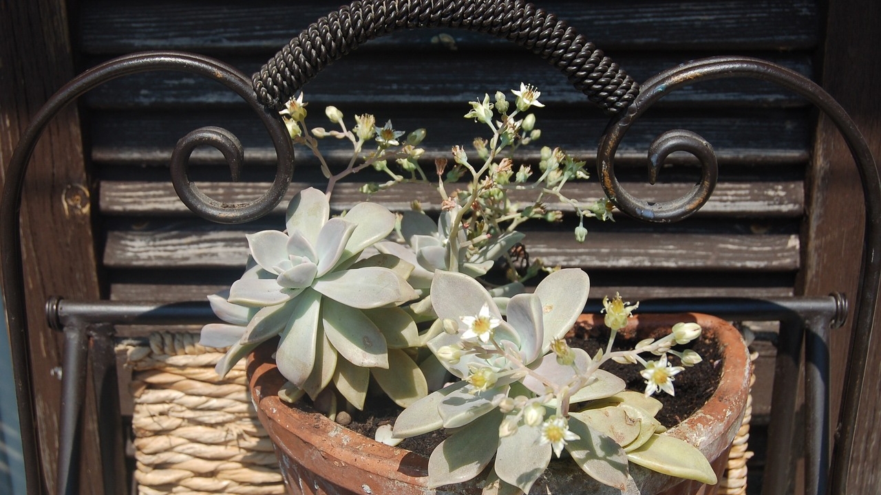 vaso con Graptopetalum