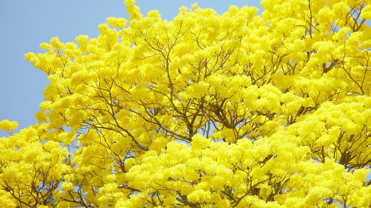 Guayacán: albero meraviglioso