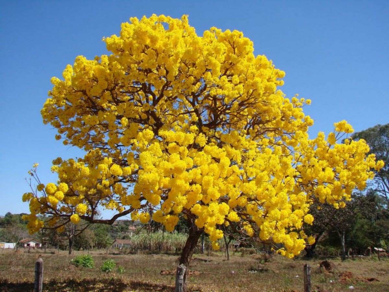 Guayacán: albero meraviglioso