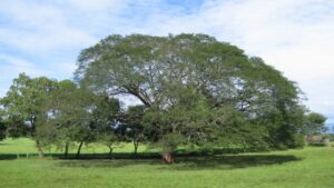 Huanacaxtle: l’albero che sostiene l’ecosistema