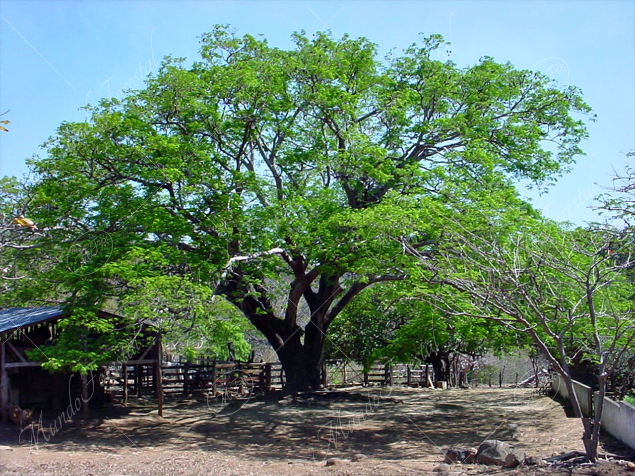 Huanacaxtle: albero dai mille utilizzi
