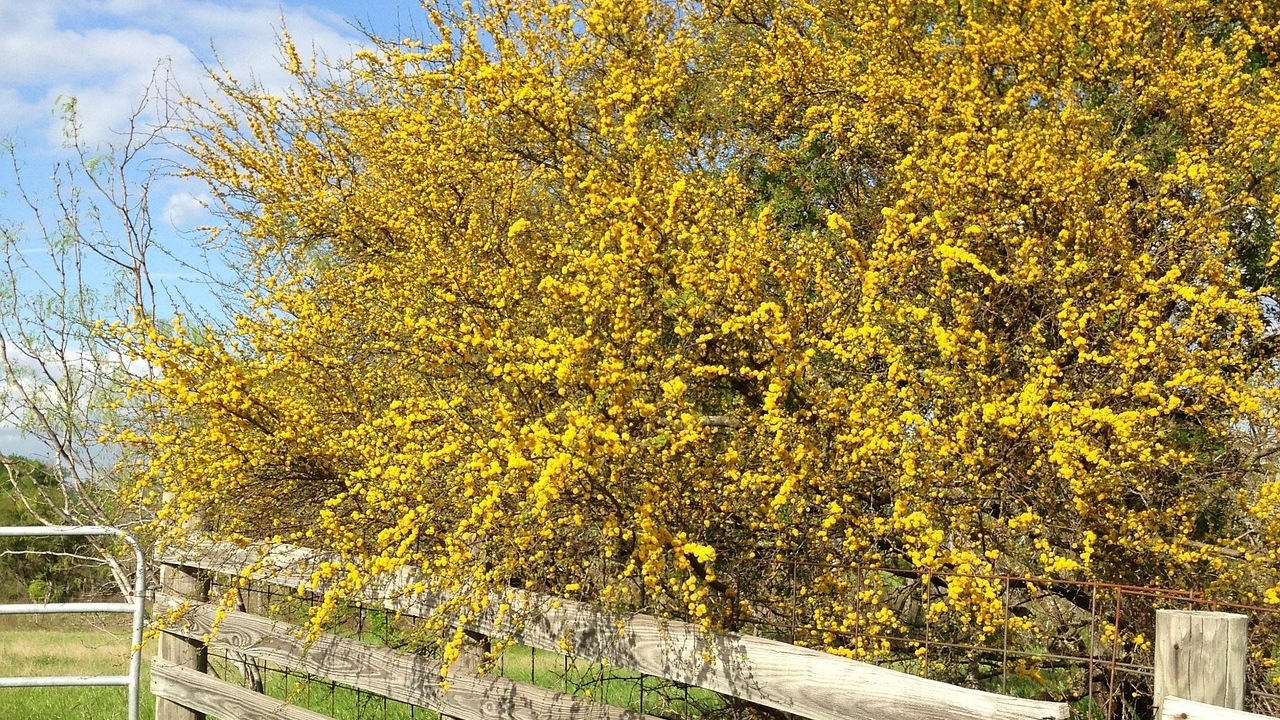 Huizache: albero produttivo