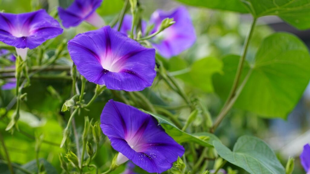 Ipomea in vaso: come curarla e difenderla dai parassiti