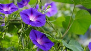 Ipomea in vaso: come curarla e difenderla dai parassiti