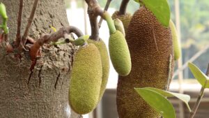 Alla scoperta del jackfruit: segreti per coltivarlo e curarlo con successo