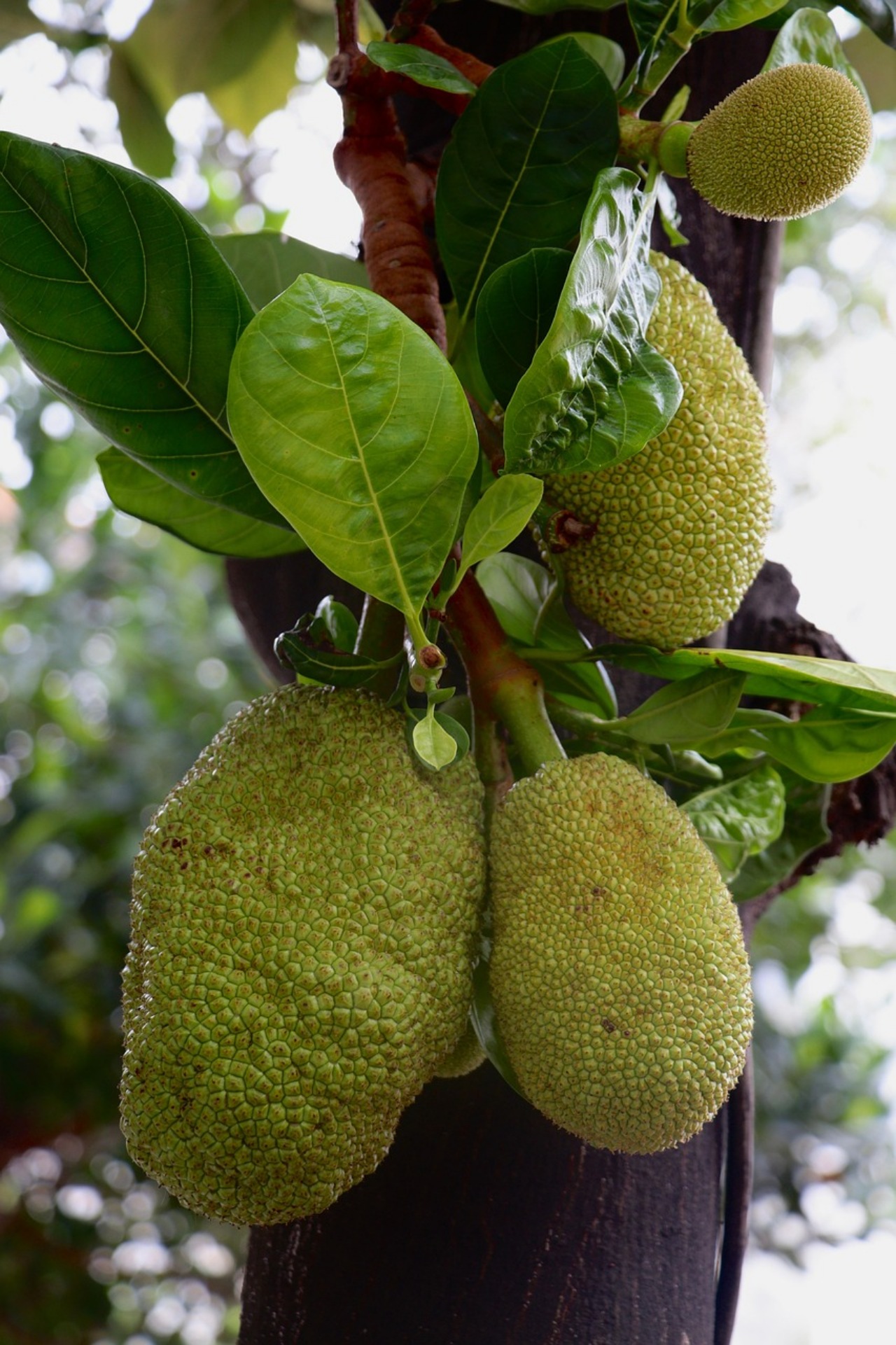 Jackfruit: frutto speciale