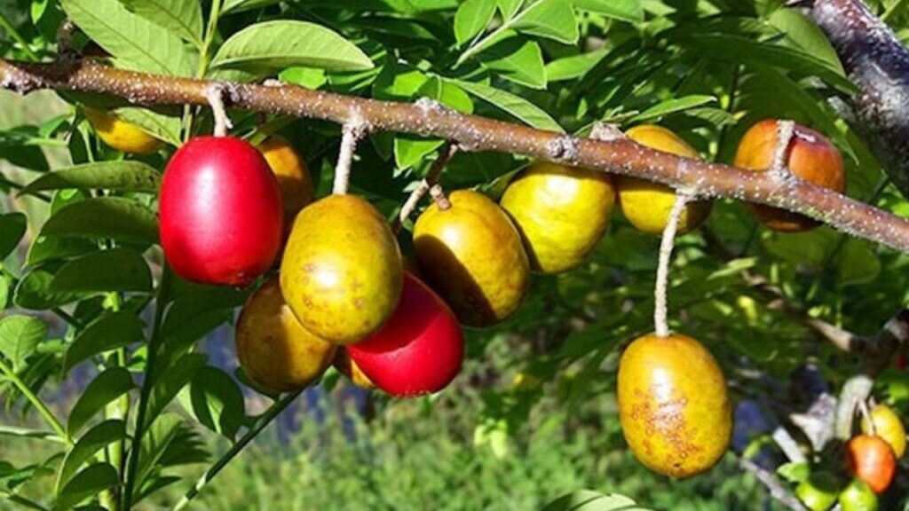Albero di Jocote: tutto quello che devi sapere per una cura perfetta