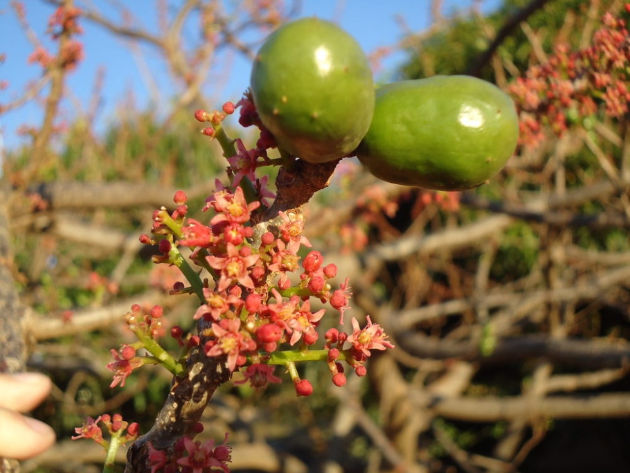 Jocote: albero da frutto