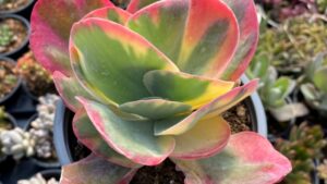 Kalanchoe thyrsiflora: l’affascinante pianta esotica che sfida il clima