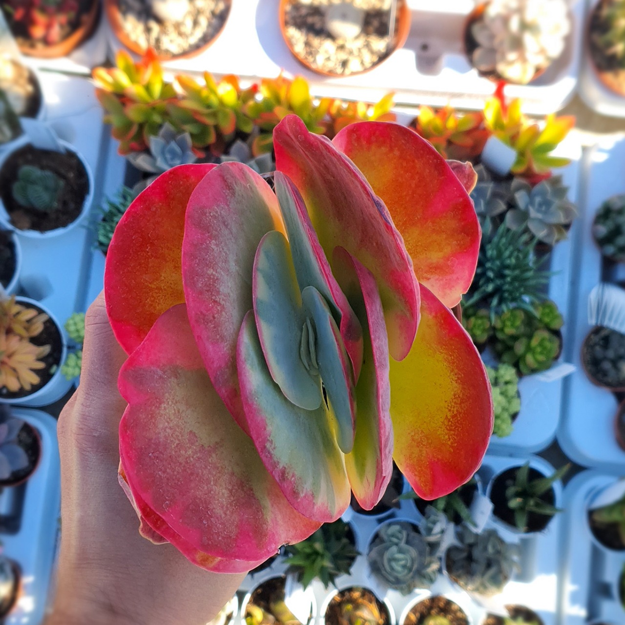 Kalanchoe thyrsiflora: succulenta