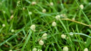 Kyllinga brevifolia: come raccoglierla, usarla e trarne beneficio