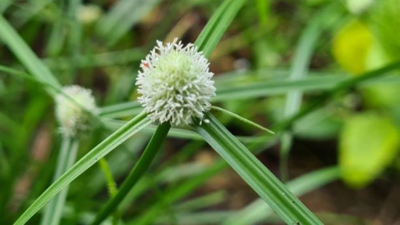 fiore di Kyllinga brevifolia