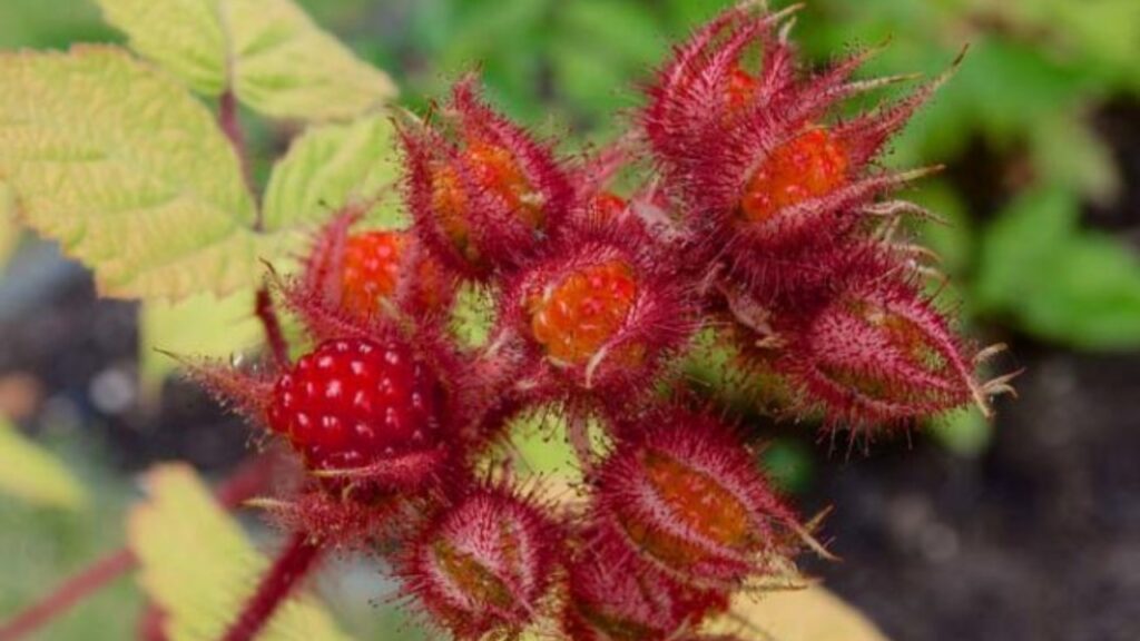 Come coltivare i lamponi giapponesi: consigli per una pianta sana e frutti gustosi