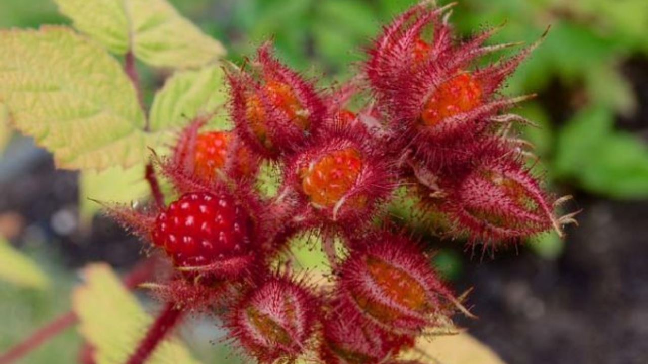Lamponi giapponesi: frutti gustosi