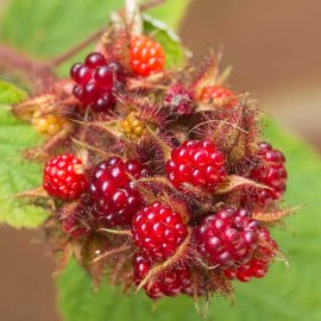 Lamponi giapponesi: frutti gustosi