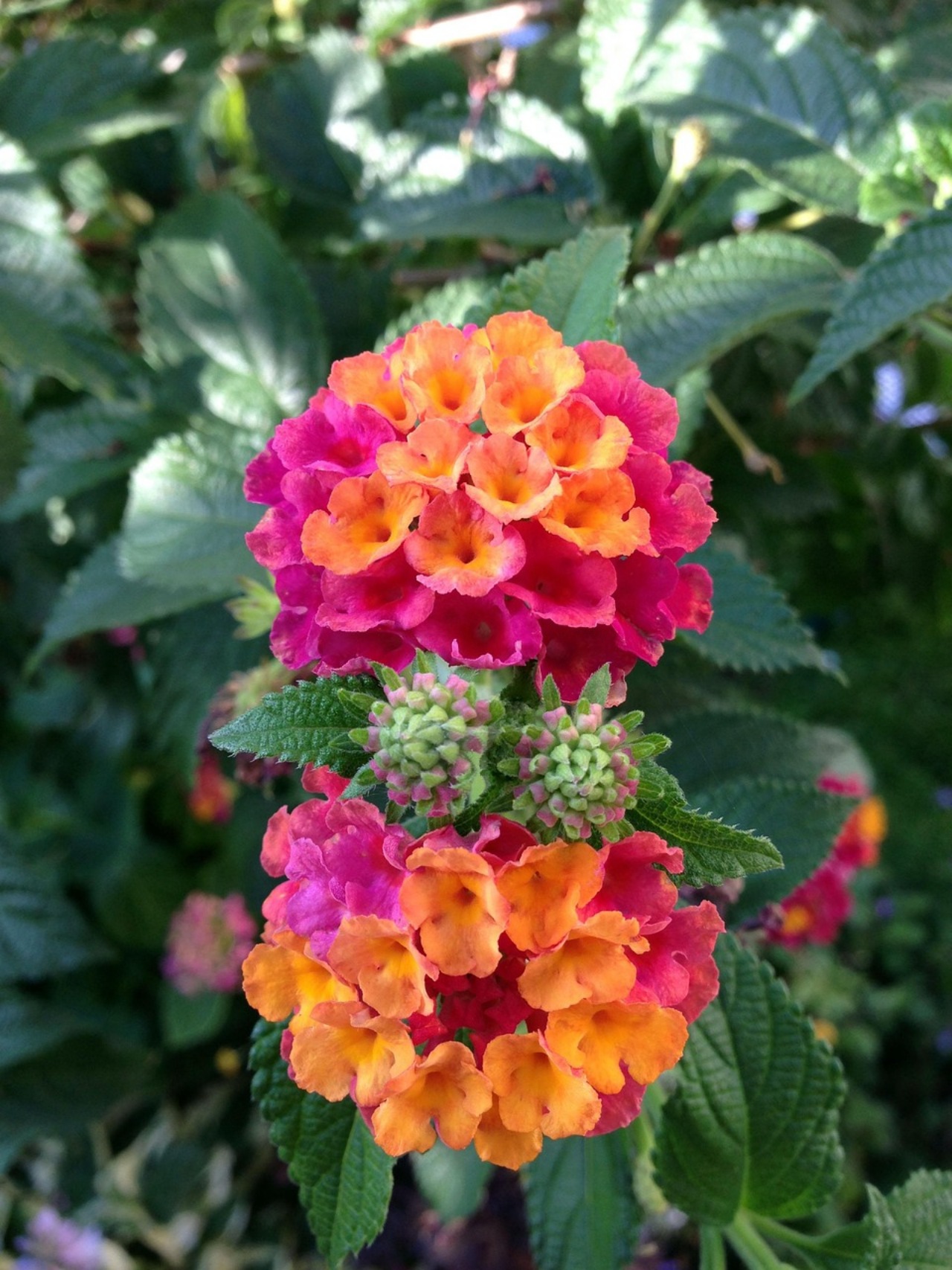 Lantana: pianta che fiorisce tutto l'anno