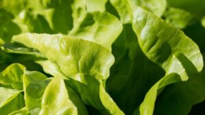 Cosa seminare oggi per un raccolto perfetto primaverile