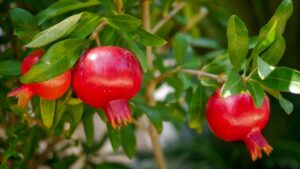 Il miglior albero per il tuo giardino: fresco riparo senza danni al terreno
