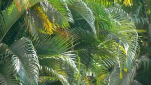Il trucco segreto per una palma areca sana e rigogliosa