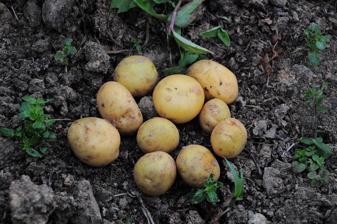 Patate bianche