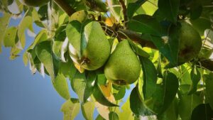 Come far crescere un pero sano e ottenere un raccolto ricco