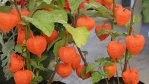 Physalis decorativo: consigli creativi per un giardino unico