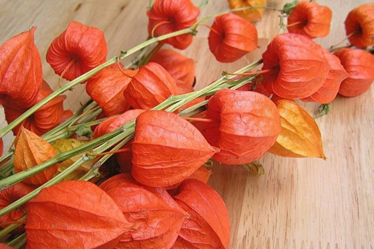 Physalis decorativo: consigli per una cura migliore