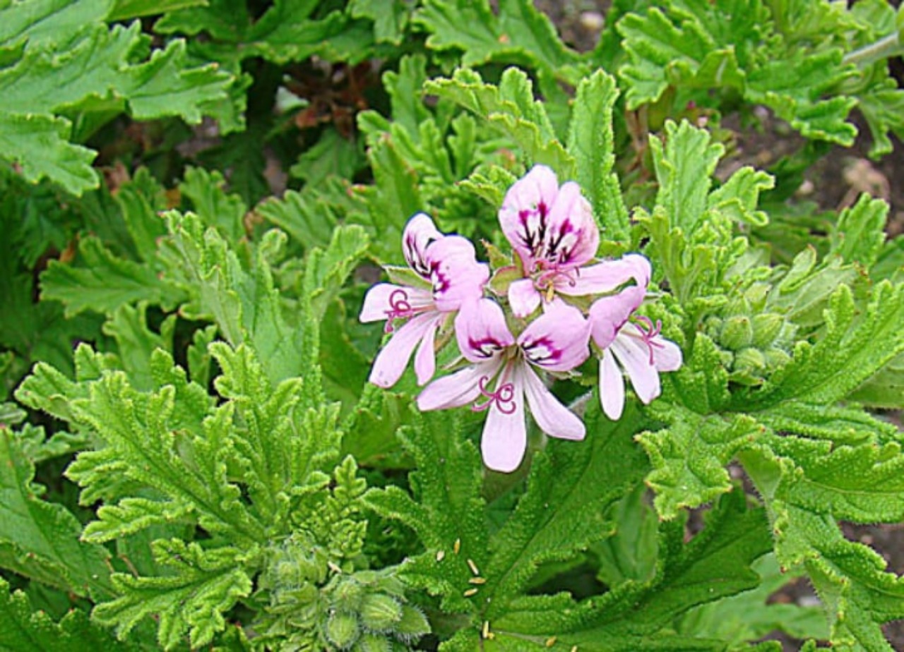 Pianta anti-zanzare: citronella