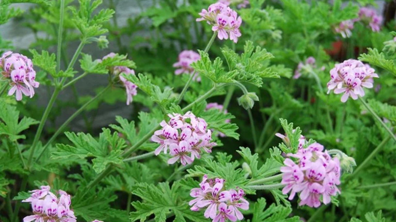 Pianta anti-zanzare: citronella