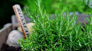 3 piante che sopravvivono con pochissima acqua