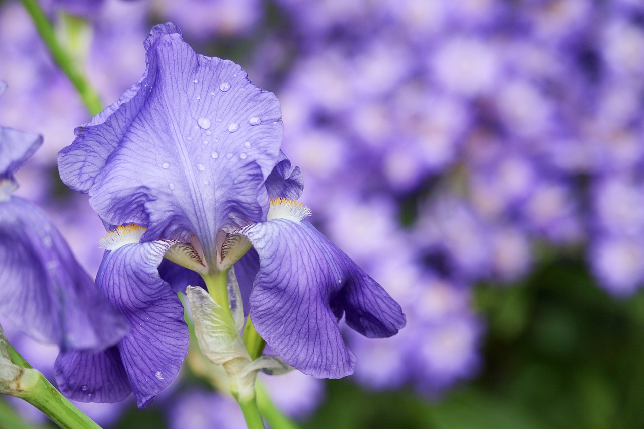 Piante che richiedono poca acqua: iris