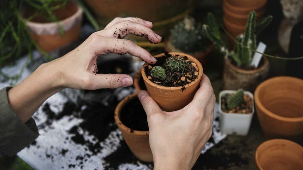Segreti e consigli per piante d’appartamento sempre rigogliose