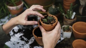 Segreti e consigli per piante d’appartamento sempre rigogliose