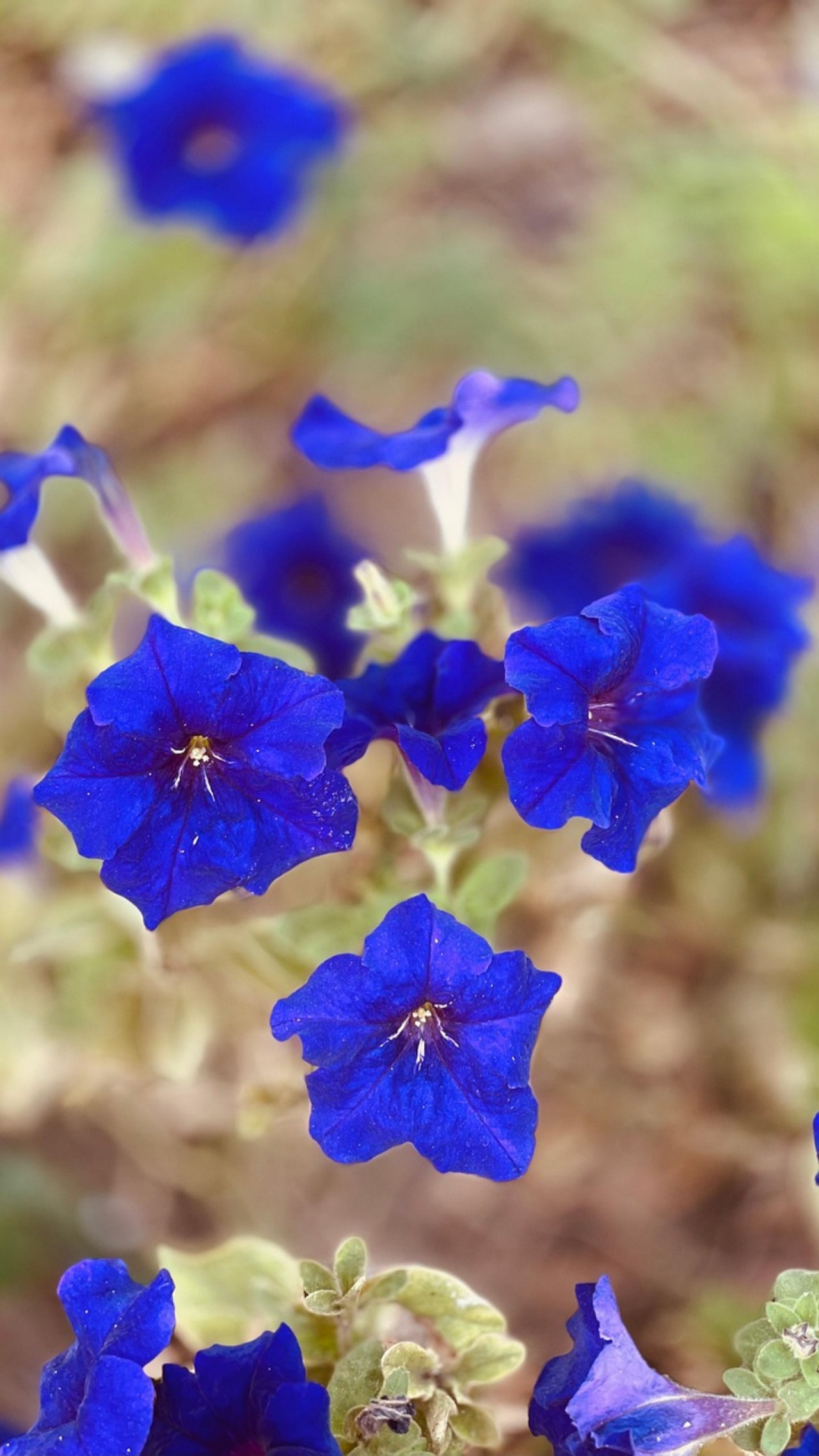 Piante perenni: Lithodora