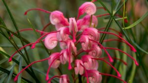 3 piante perenni che daranno nuova vita al tuo giardino roccioso