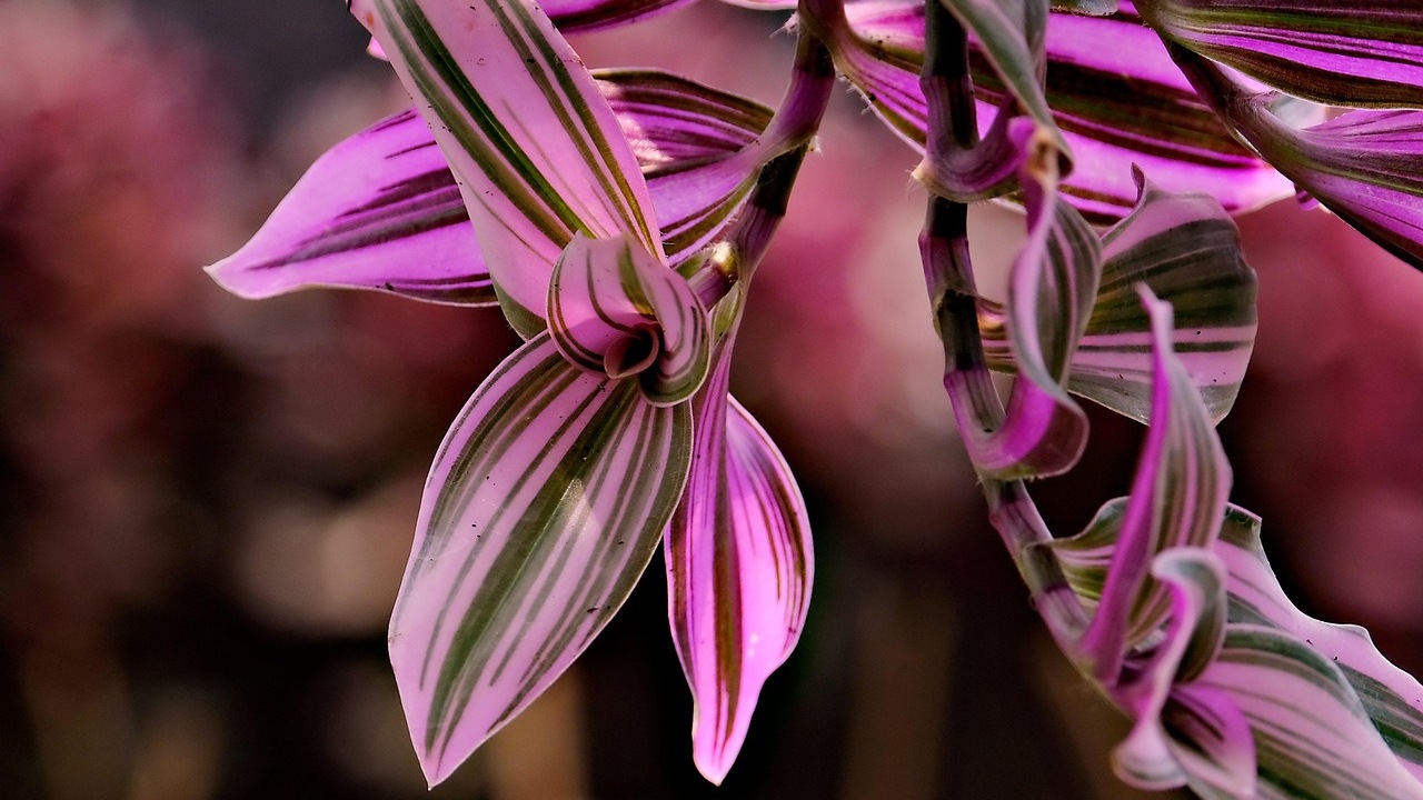 Piante variegate: come decorare il tuo ambiente