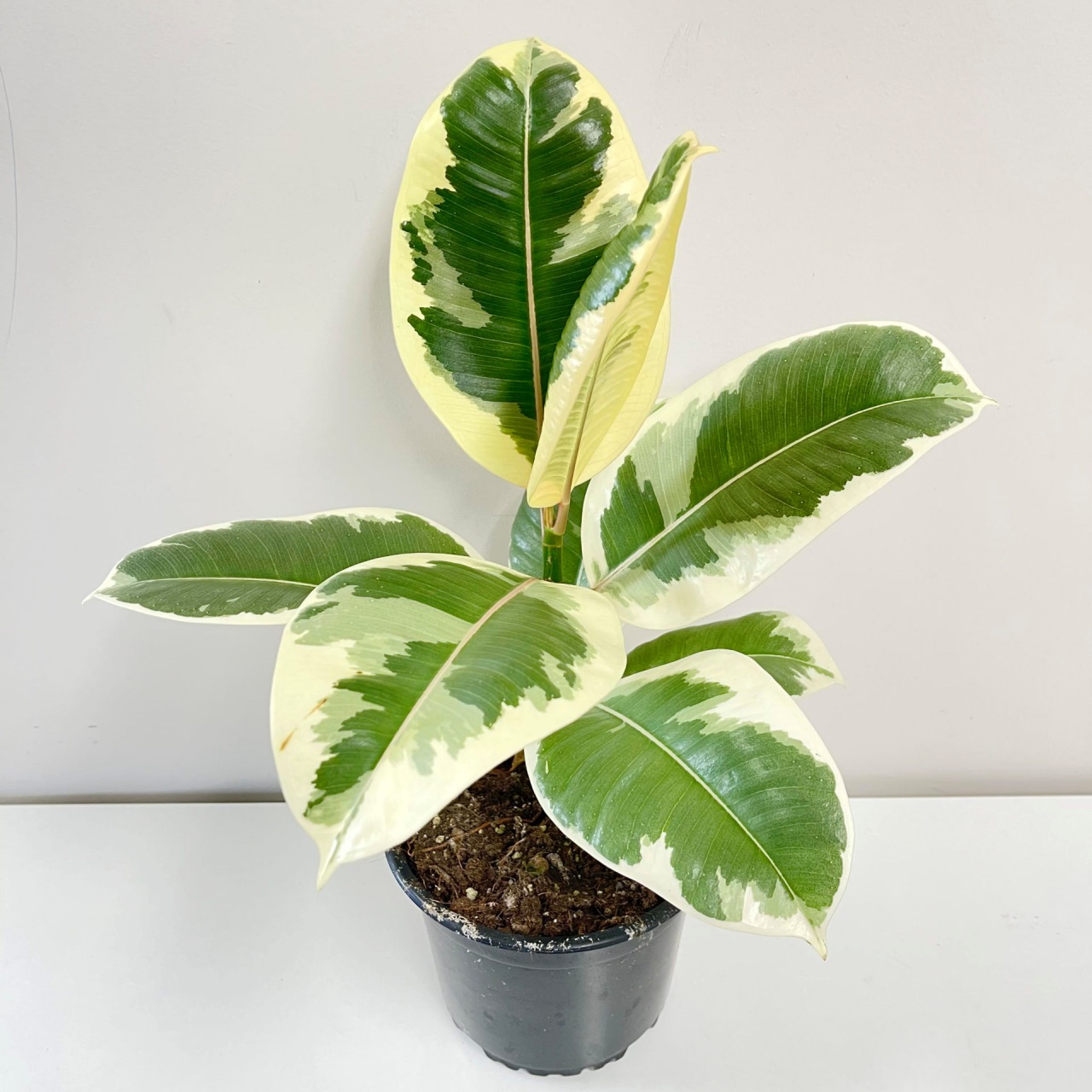 Piante variegate: come decorare il tuo ambiente